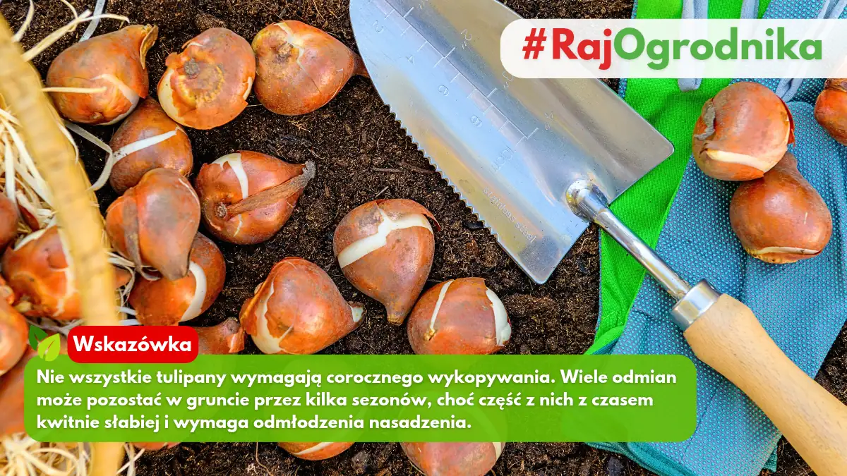 Czy cebulle yulipanów trzeba wykopywać na zimę blog sklep rajogrodnika